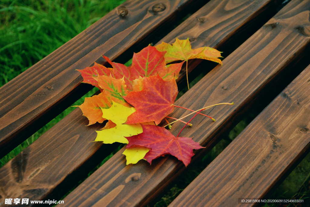 秋叶落叶树叶图片