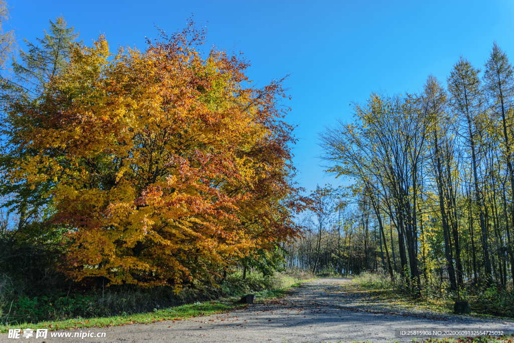 秋叶落叶树叶图片