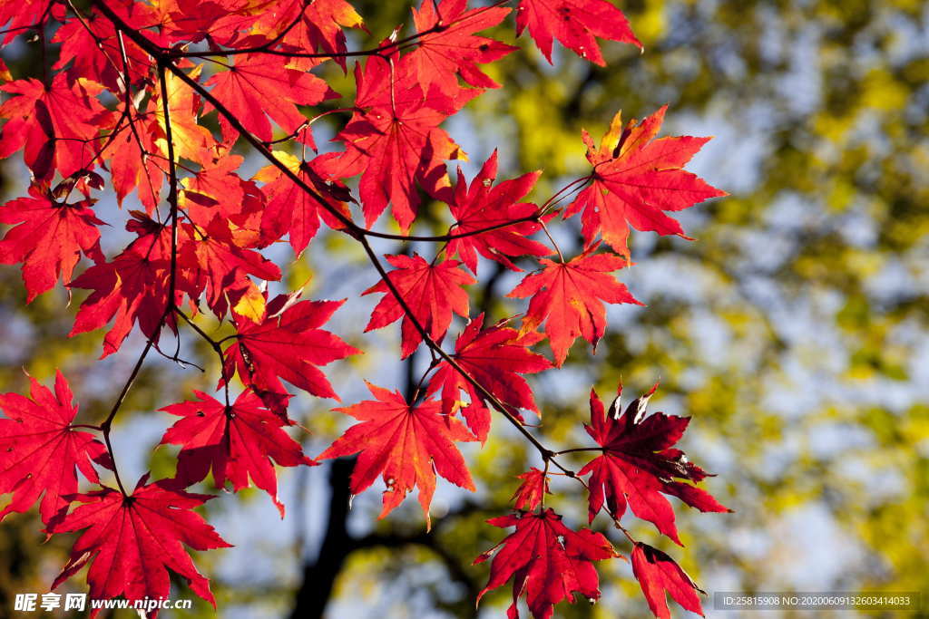 秋叶落叶树叶图片