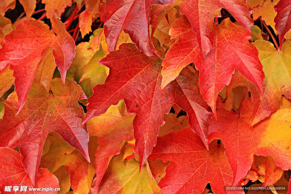 秋叶落叶树叶图片