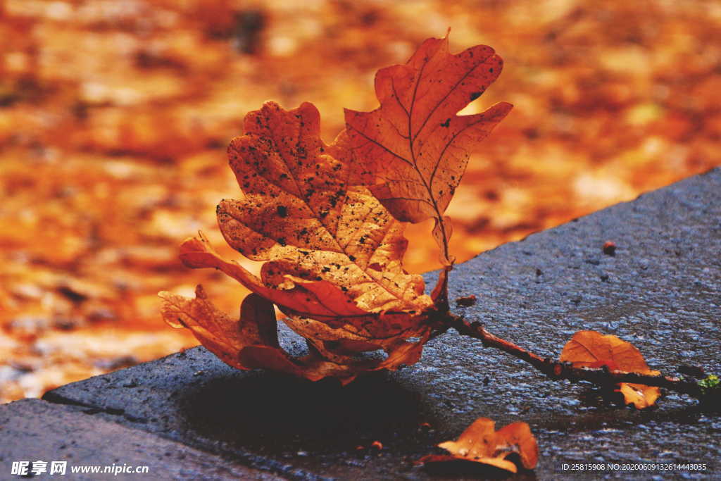 秋叶落叶树叶图片