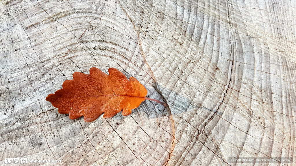 秋叶落叶树叶图片