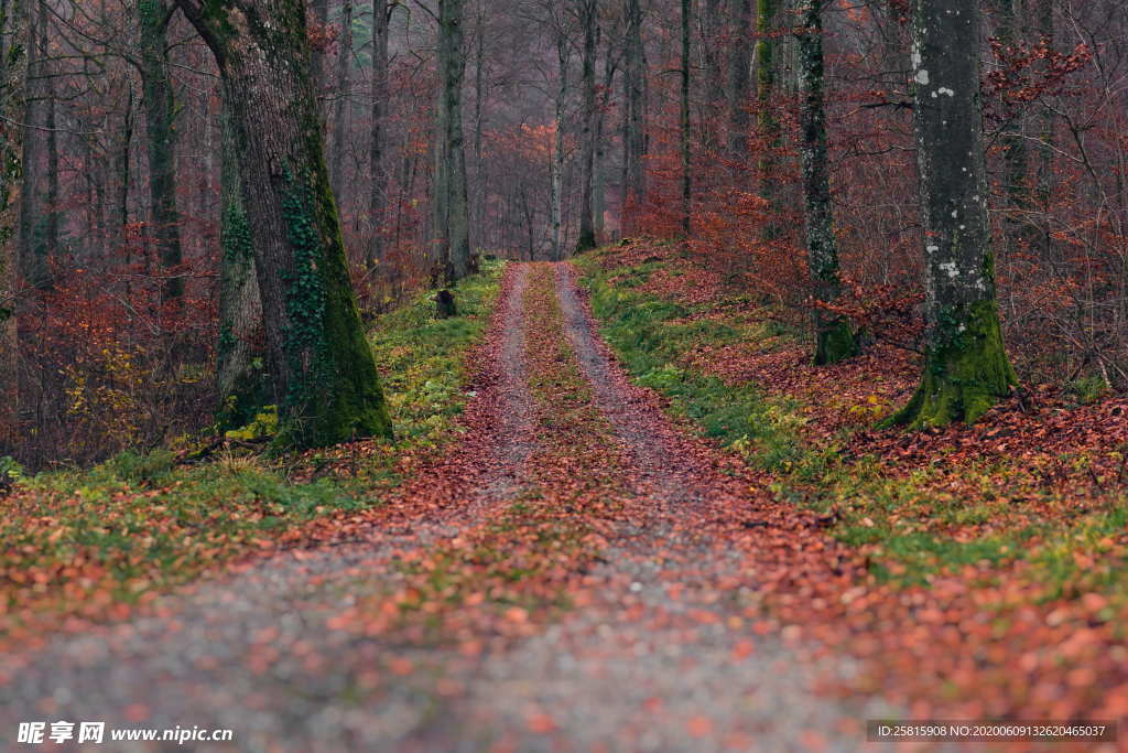 秋叶落叶树叶图片