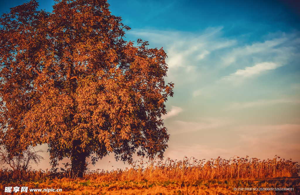 秋叶落叶树叶图片