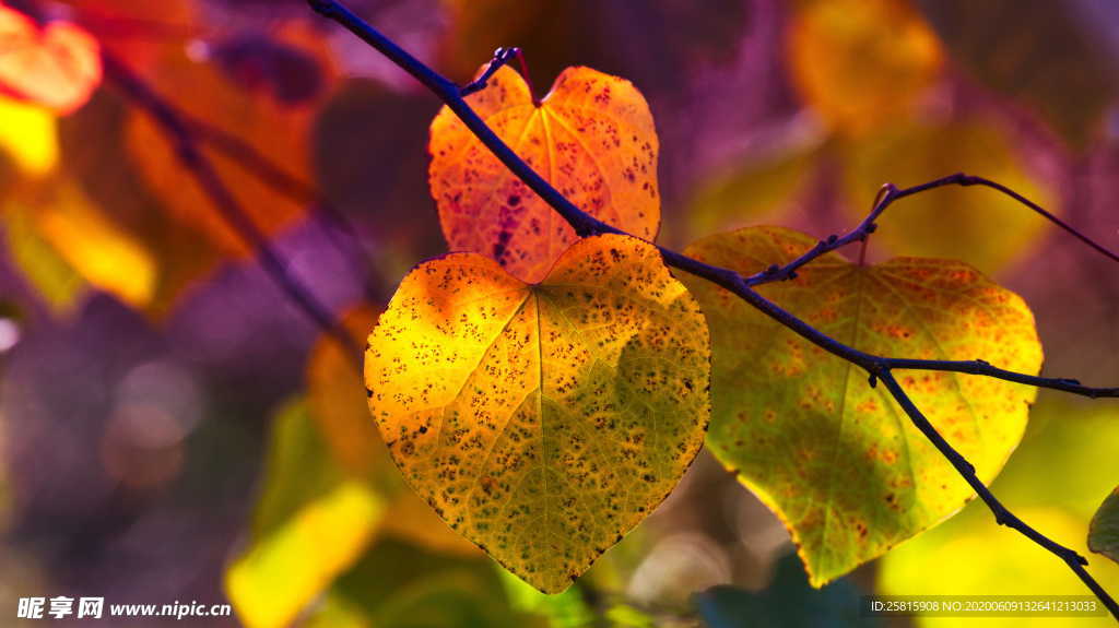 秋叶落叶红叶绿叶图片