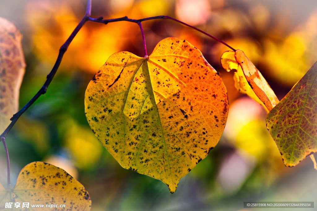 秋叶落叶红叶绿叶图片