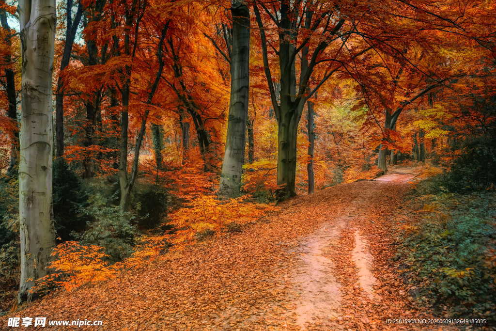 秋叶落叶红叶绿叶图片