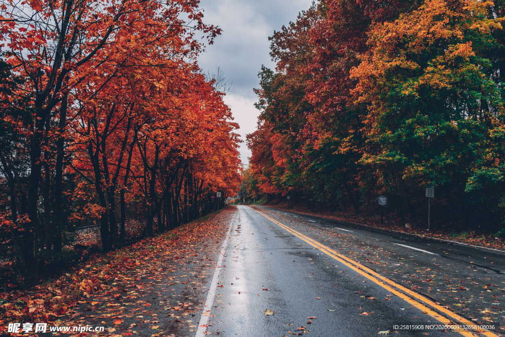 秋叶落叶红叶绿叶图片