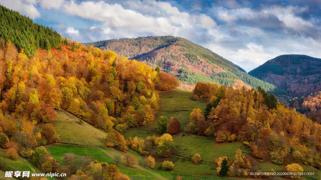 秋叶落叶红叶绿叶图片