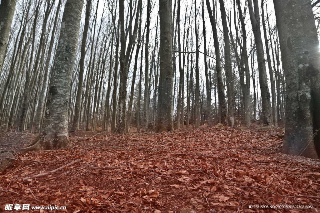 秋叶落叶红叶绿叶图片