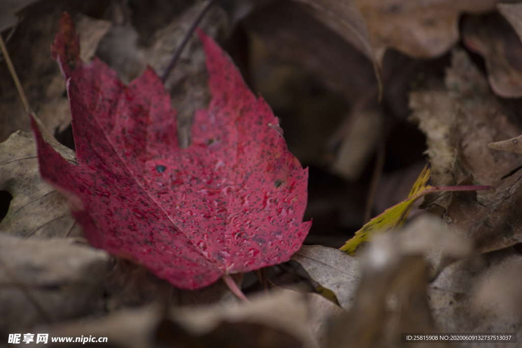 拖鞋人字拖平拖图片