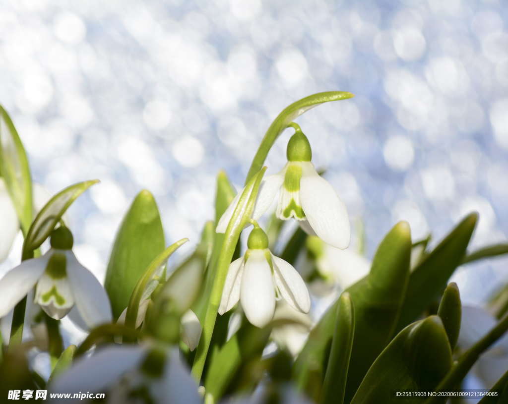 雪花莲芬芳图片