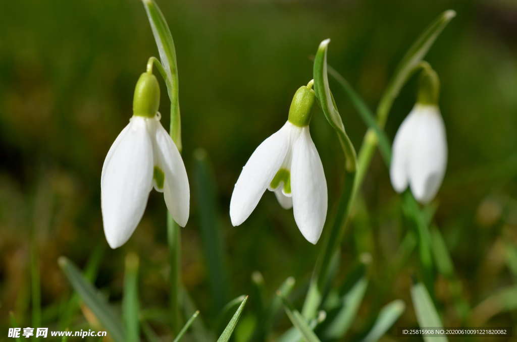 雪花莲芬芳图片