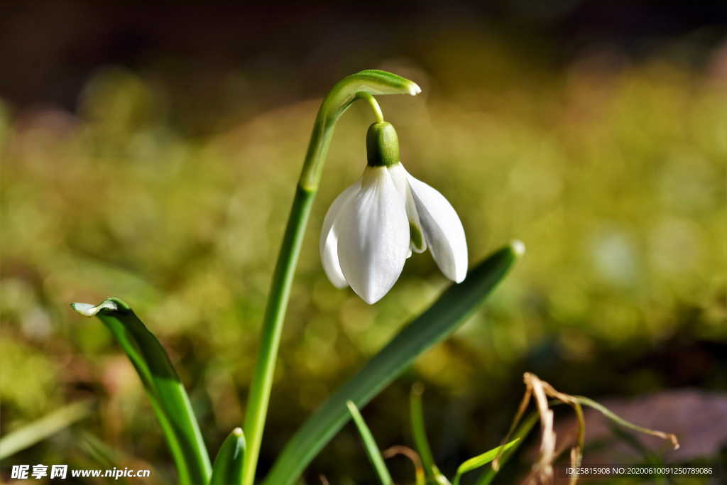 雪花莲芬芳图片