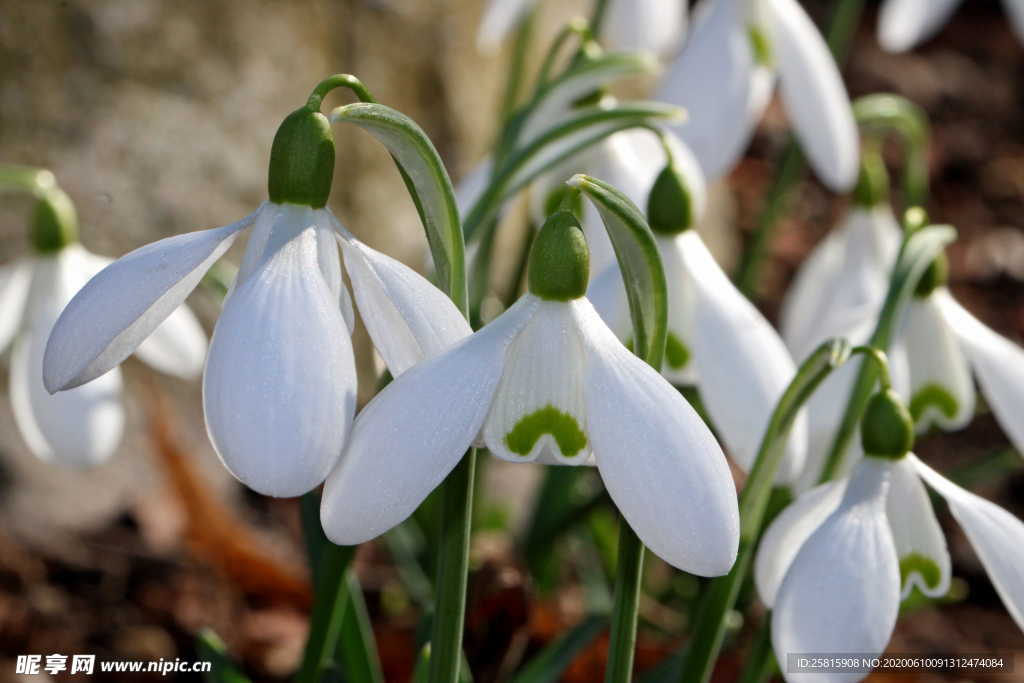 雪花莲芬芳图片