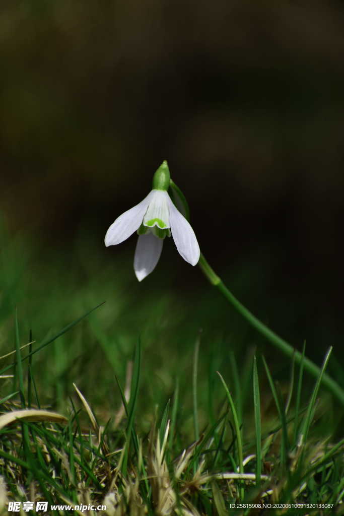 雪花莲芬芳图片