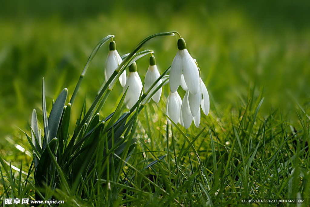 雪花莲芬芳图片