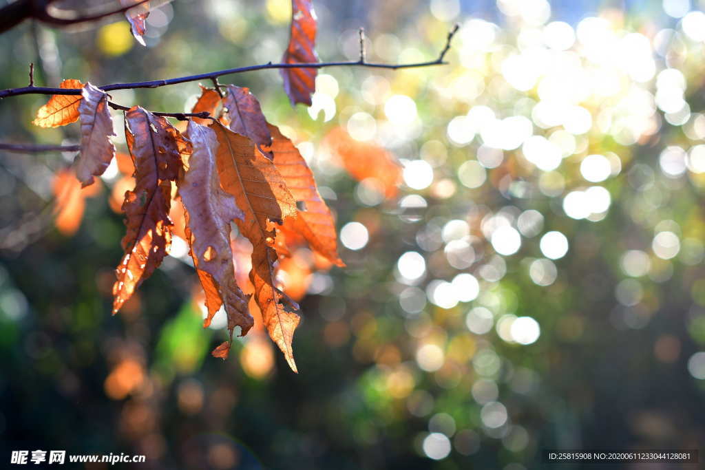 露水露珠水滴水珠图片