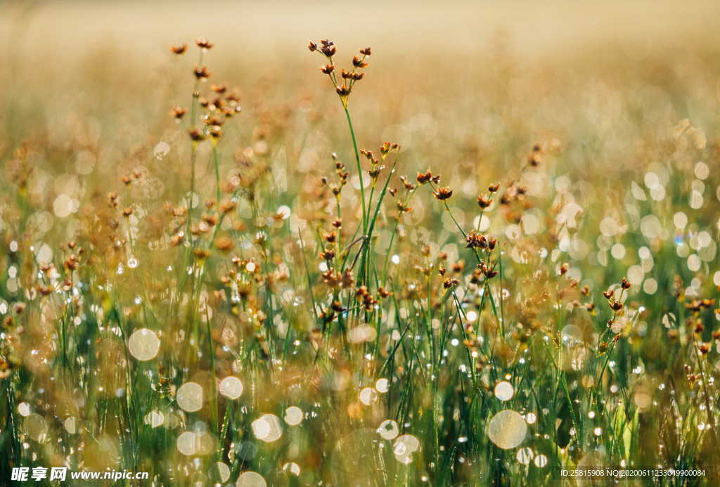 露水露珠水滴水珠图片