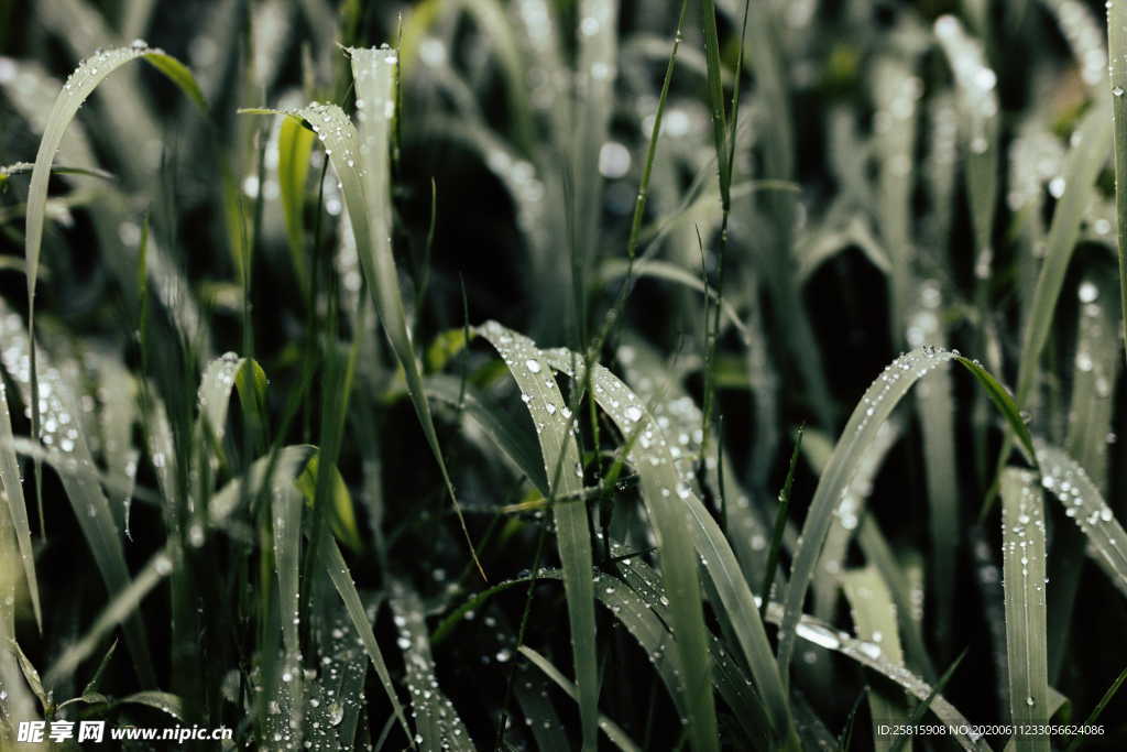 露水露珠水滴水珠图片