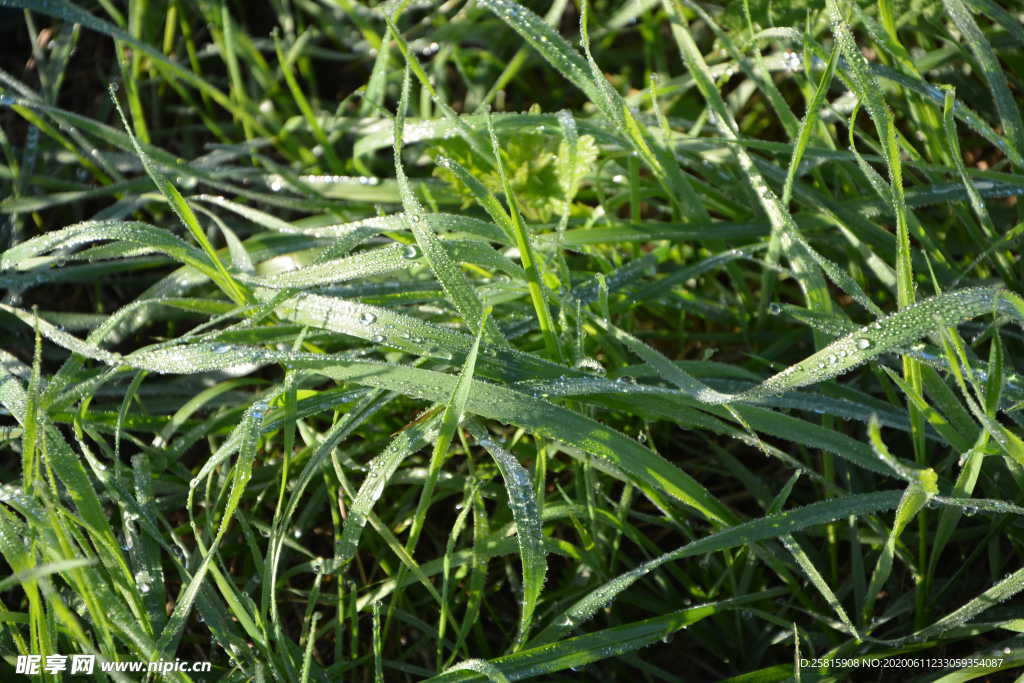 露水露珠水滴水珠图片