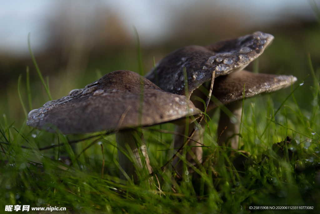 露水露珠水滴水珠图片
