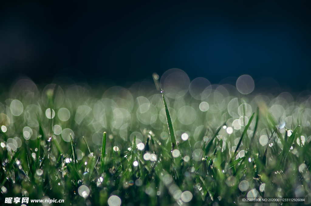 露水露珠水滴水珠图片