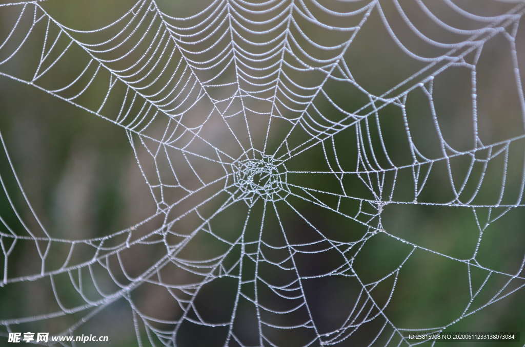露水露珠水滴水珠图片
