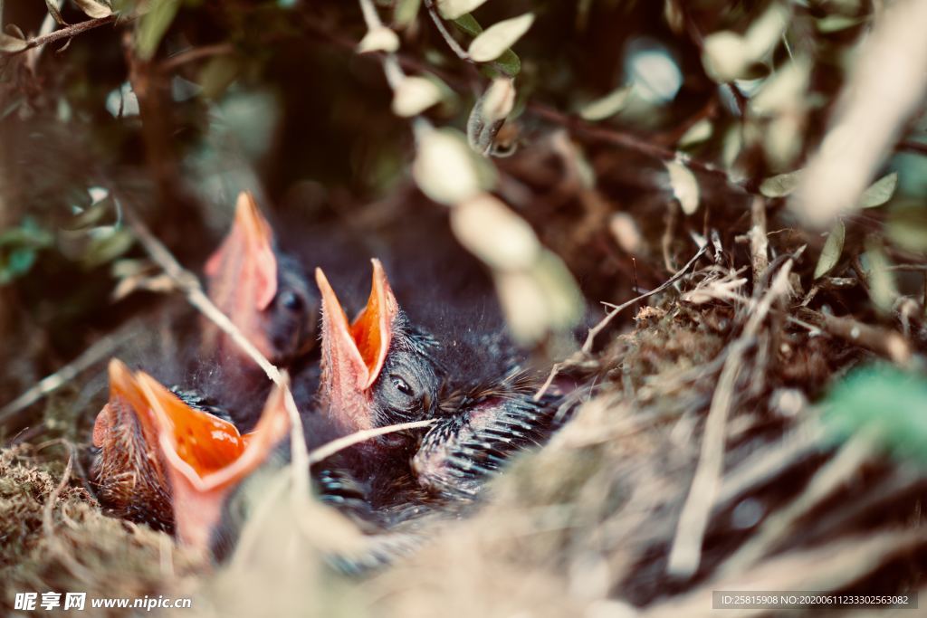 雏鸟小鸟哺育待哺图片