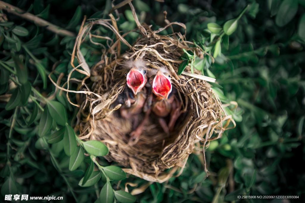 雏鸟小鸟哺育待哺图片