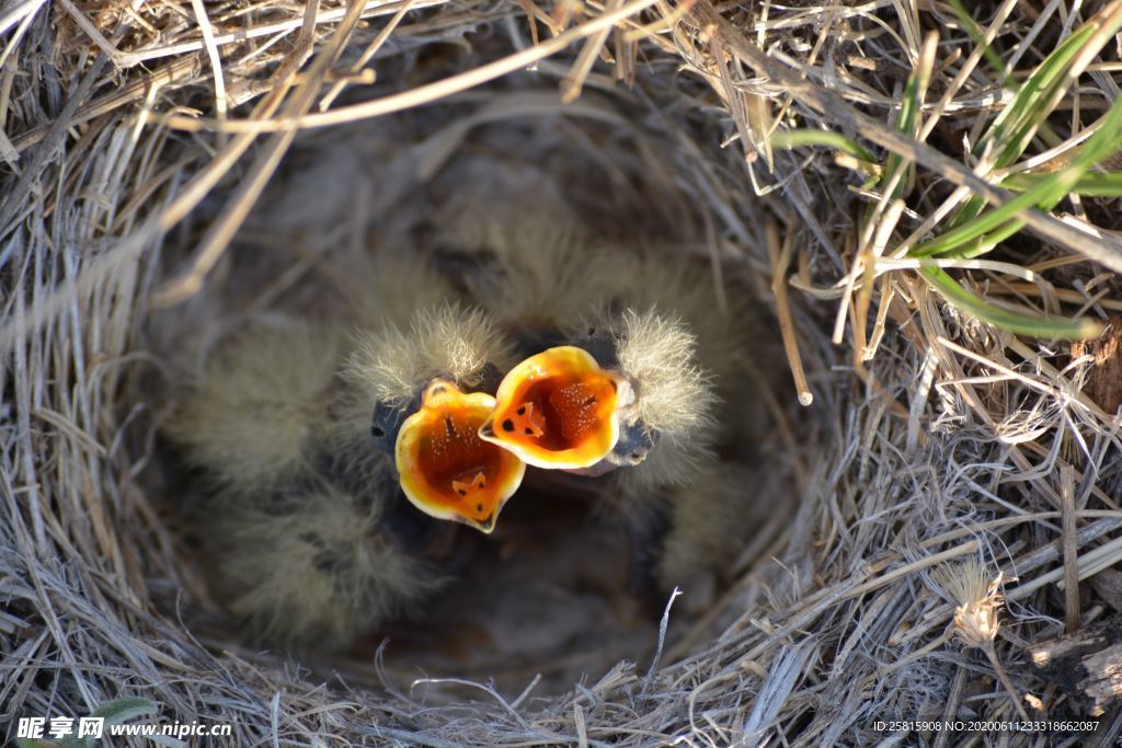 鸟巢 脆弱的雏鸟 雏鸟待哺 小