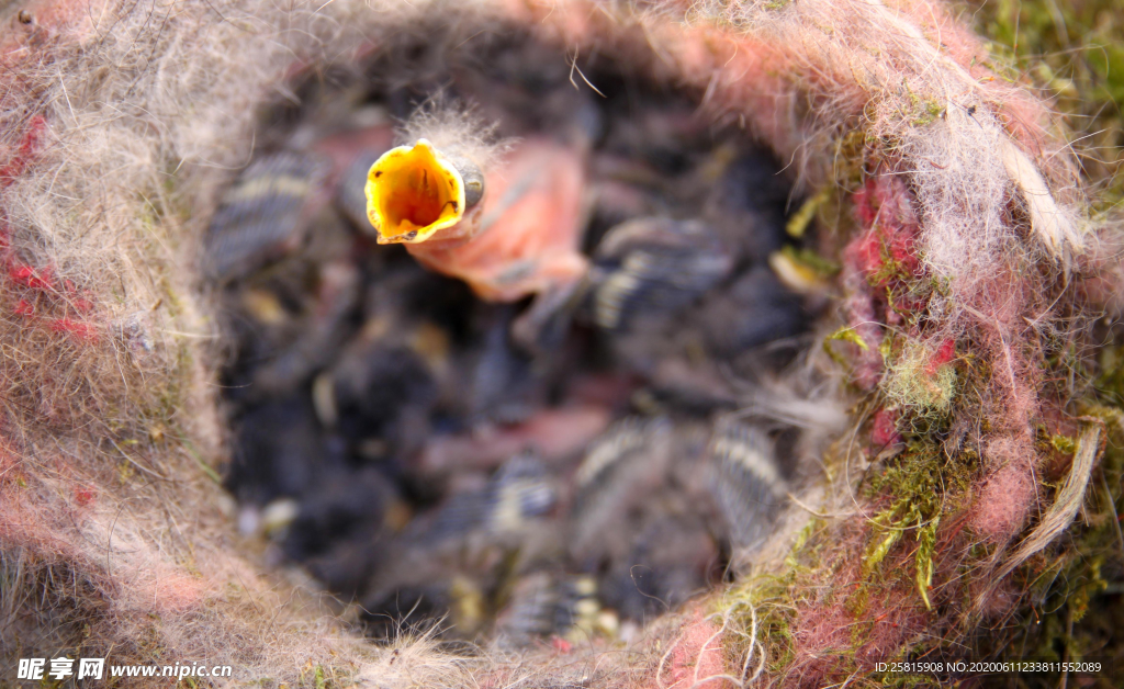 雏鸟小鸟哺育待哺图片