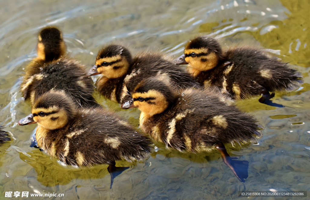 鸭子小鸭子水中鸭子图片