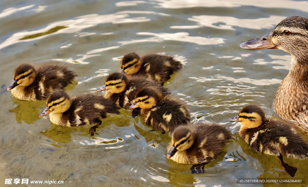 鸭子小鸭子水中鸭子图片