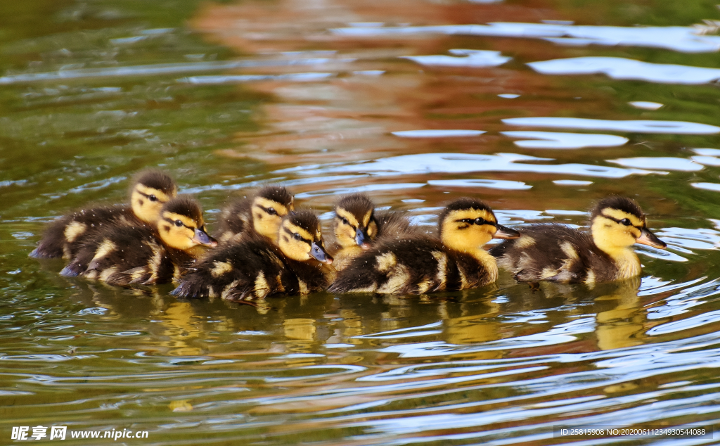 鸭子小鸭子水中鸭子图片