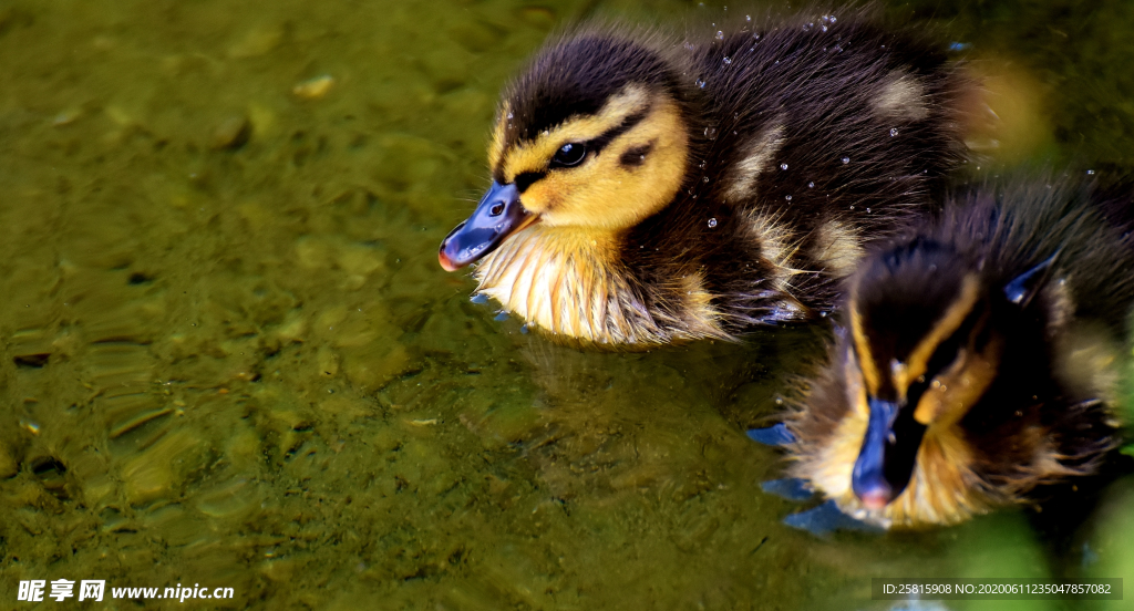 鸭子小鸭子水中鸭子图片
