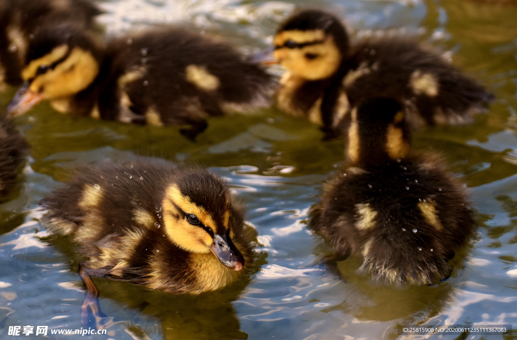 鸭子小鸭子水中鸭子图片