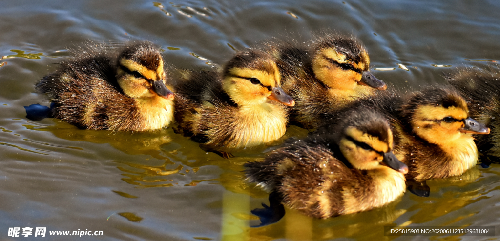 鸭子小鸭子水中鸭子图片