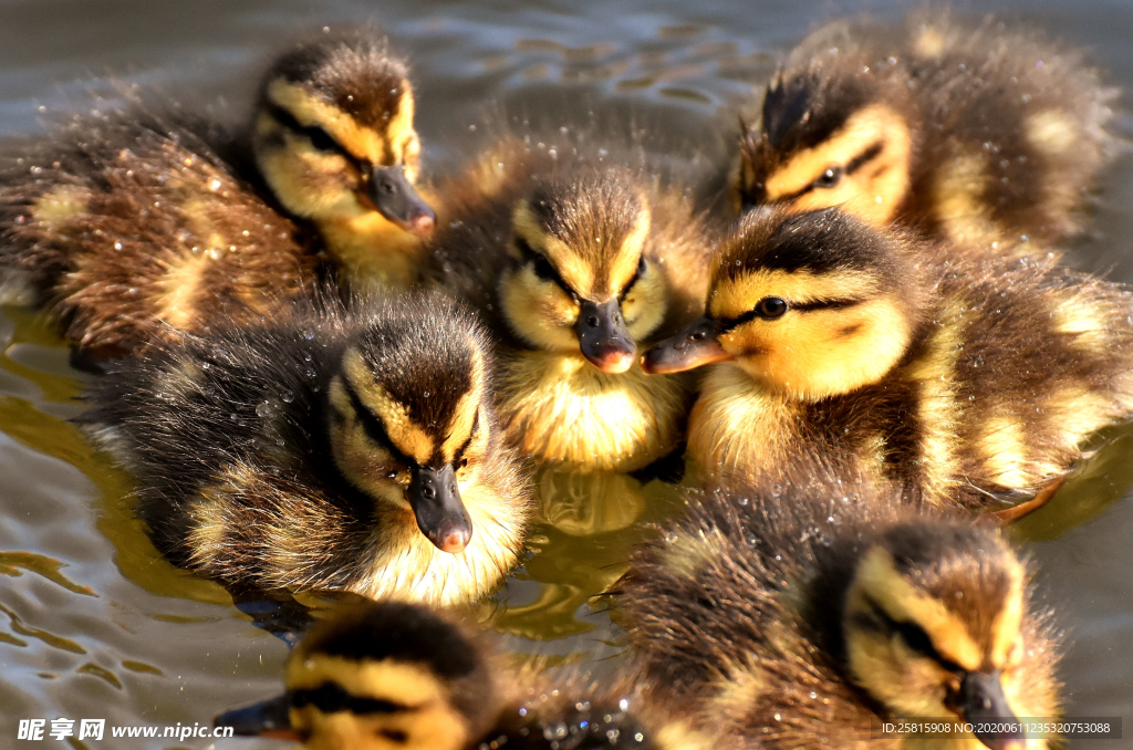 鸭子小鸭子水中鸭子图片
