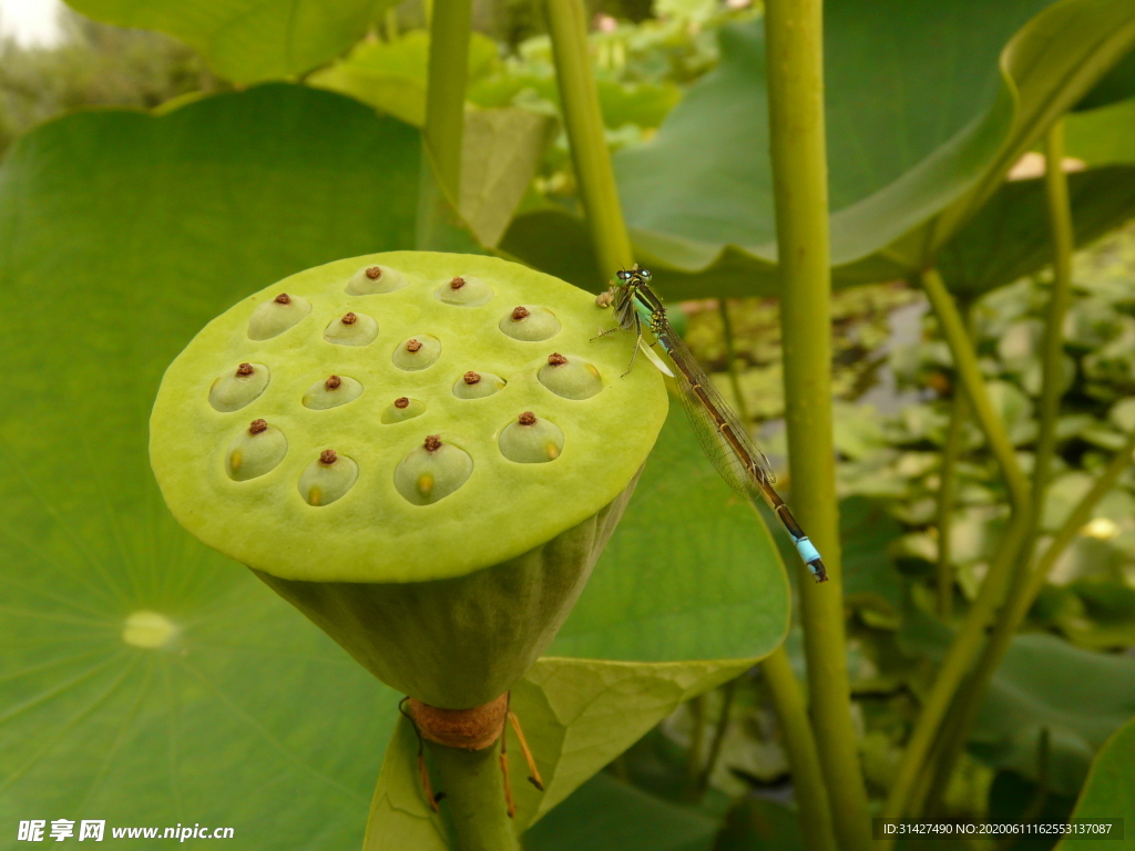 莲蓬与蜻蜓