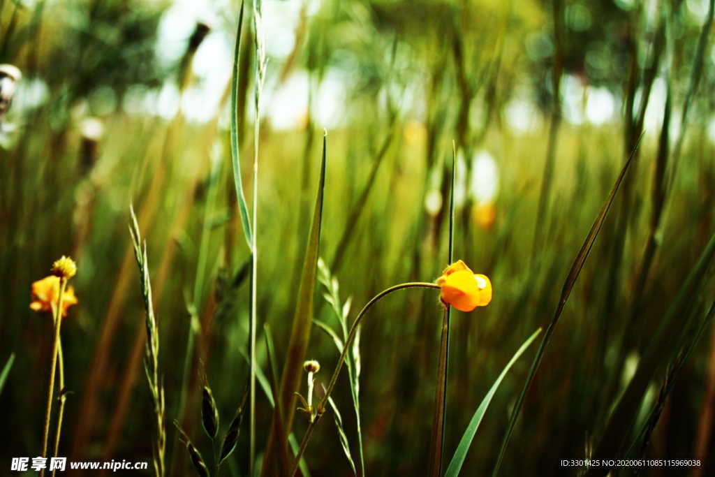 草地小黄花