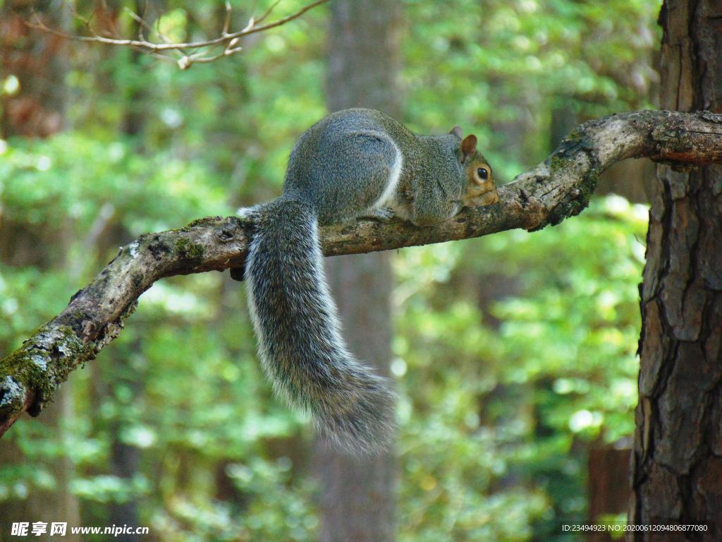 松鼠