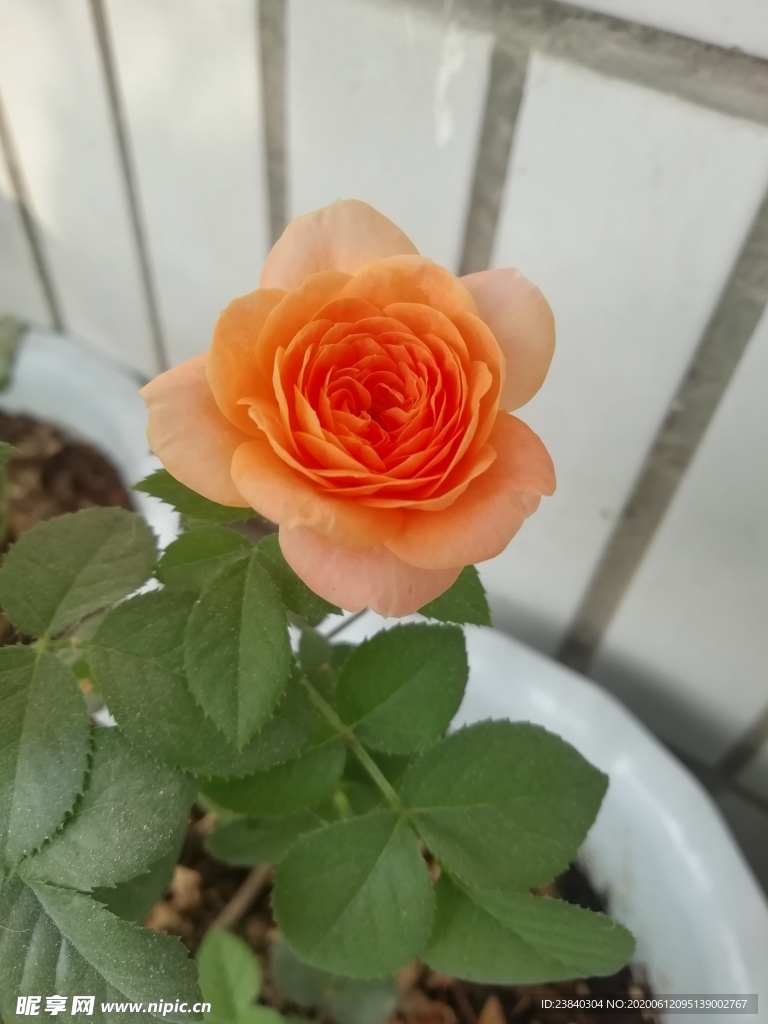 一枝橙色玖瑰花