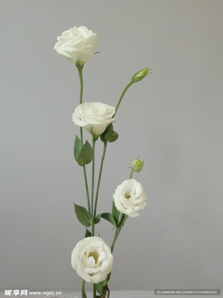 一束花白玖瑰花