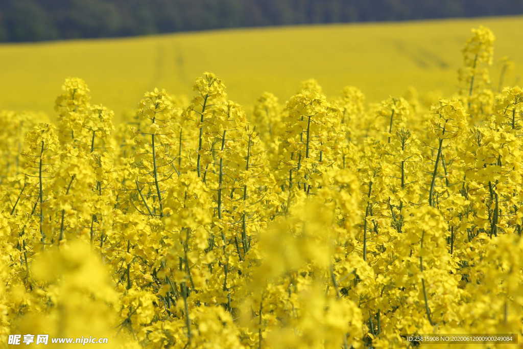 油菜花菜籽花图片