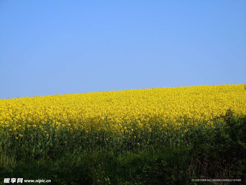 油菜花菜籽花图片