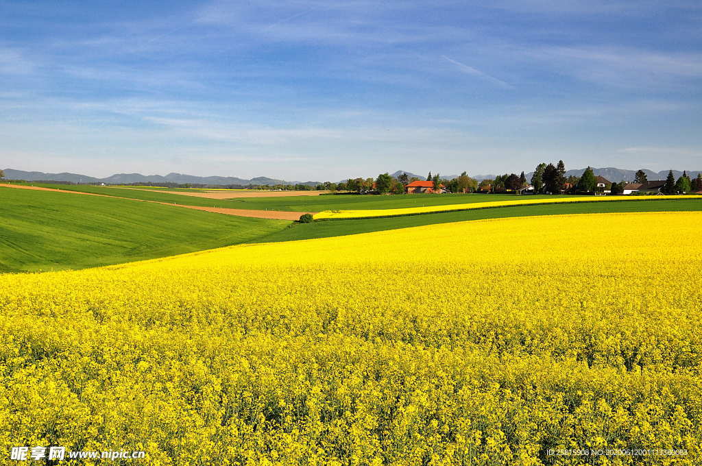 油菜花菜籽花图片