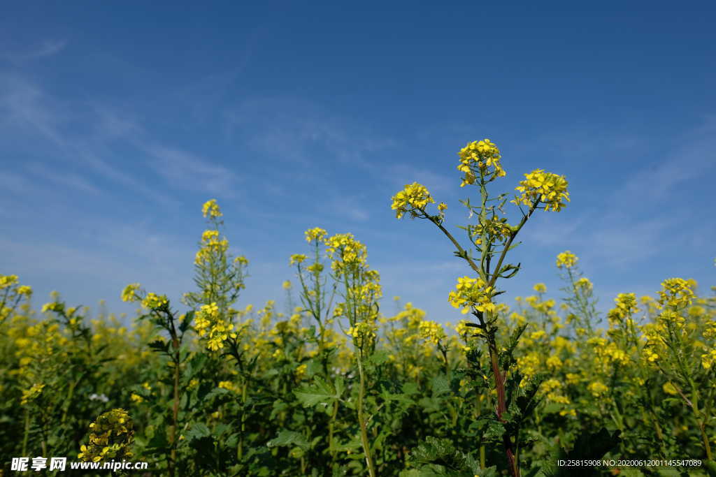 油菜花菜籽花图片