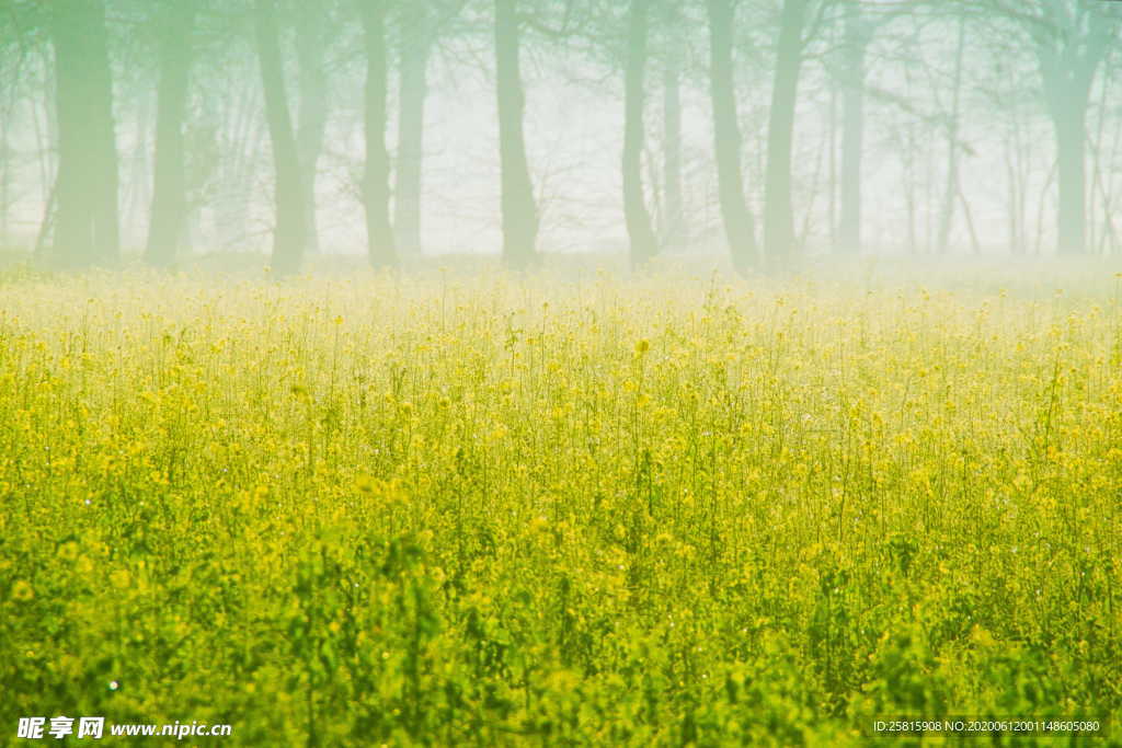 油菜花菜籽花图片