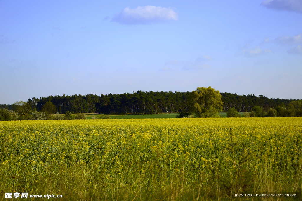 油菜花菜籽花图片